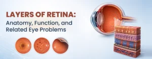 Layers of retina